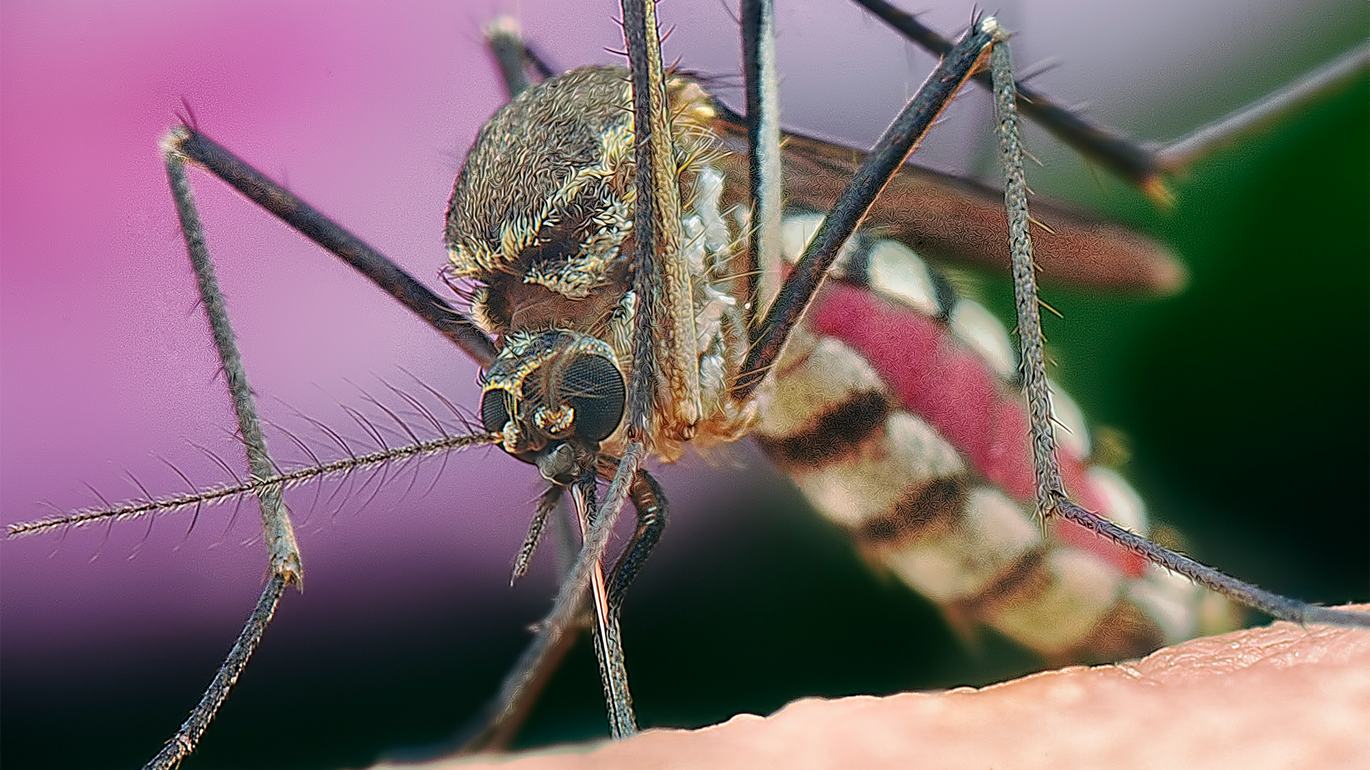 An extreme close up of a mosquito biting human skin.