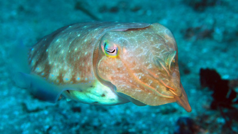 Broadclub Cuttlefish