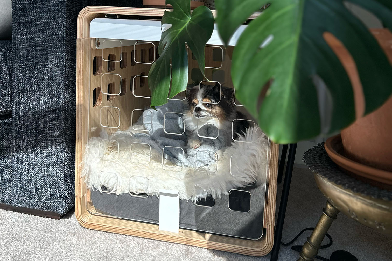 Charli my toy Aussie Shepherd in her Fable crate next to the couch