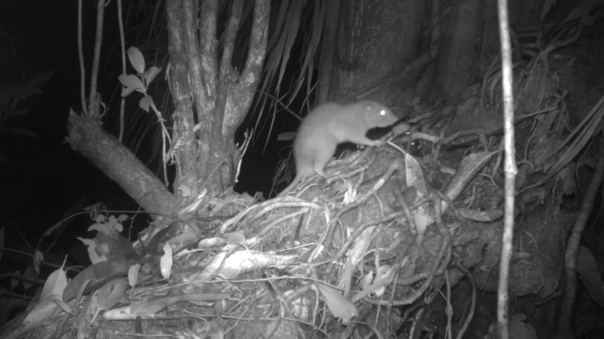 A large rat stands on a tree trunk at night. The Vangunu giant rat is the first new species of rodent described from Solomon Islands in over 80 years.