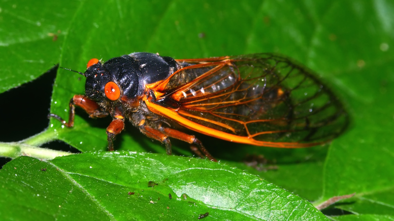 The Cicadapocalypse is nigh. 7 cicada facts to know before it hits.