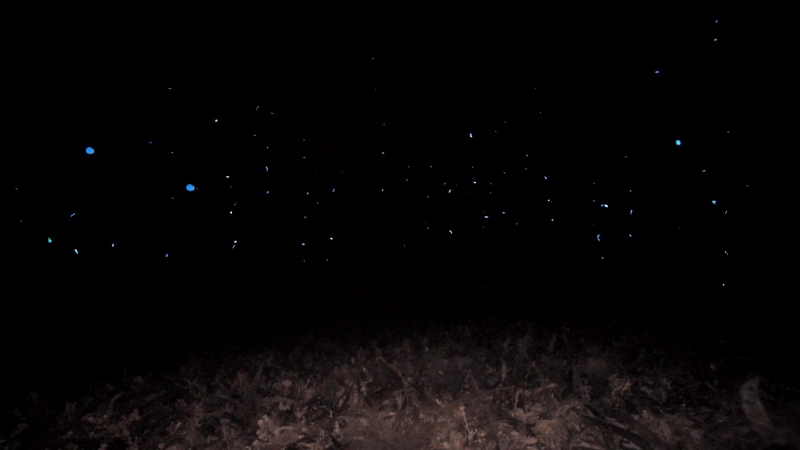 Glowing blue lights of the tiny ostracods move in sync with one another.