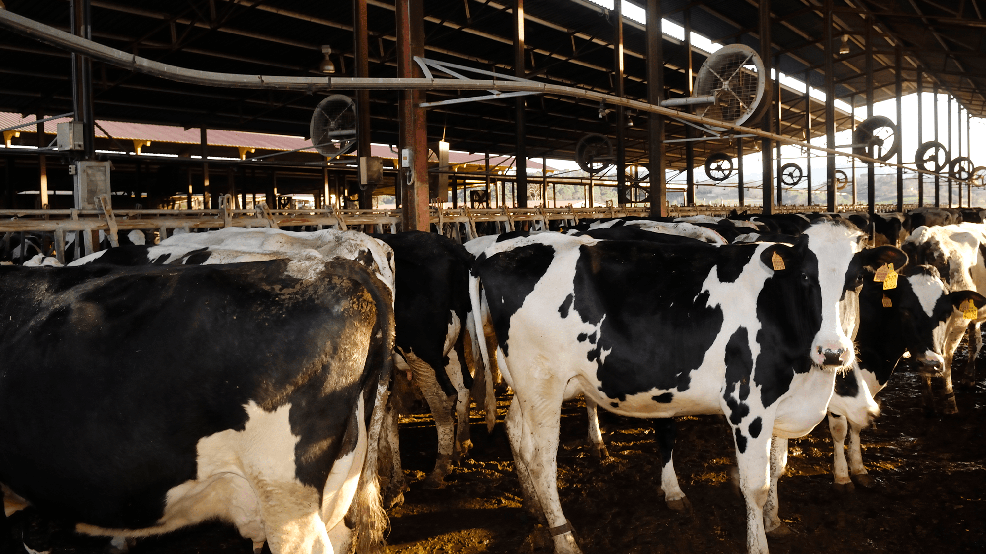 Multiple cows standing in an industrial barn.