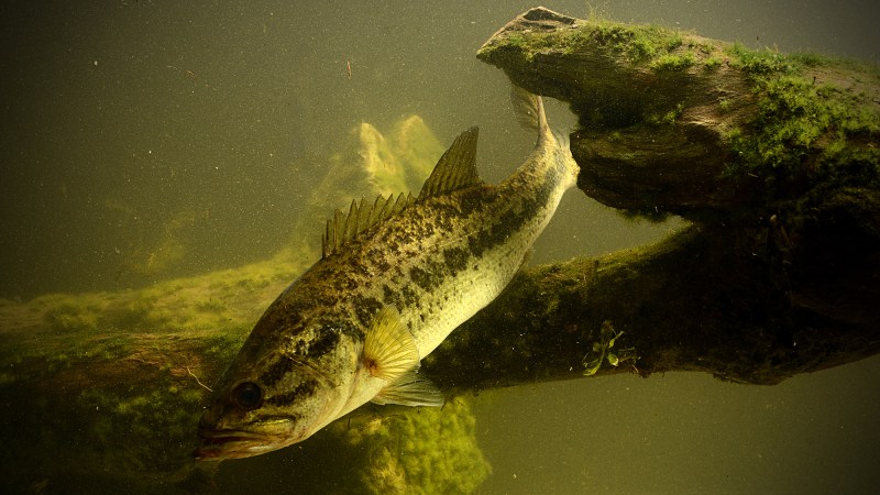 ‘Forever chemicals’ found in freshwater fish, yet most states don’t warn residents