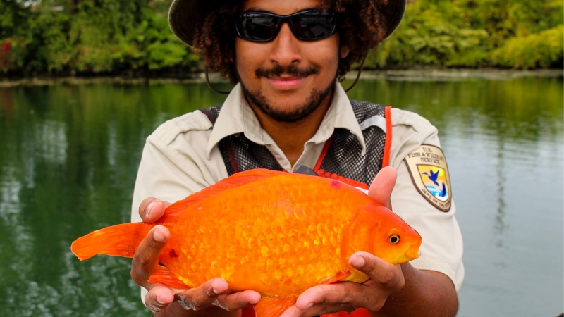 A man holes a 14-inch goldfish removed from the Niagara River.