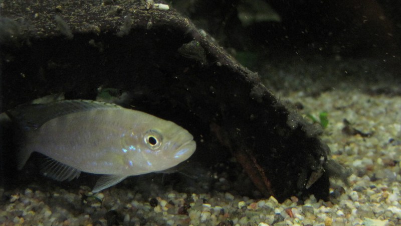 Lessons from Lake Tanganyika’s scale eating fish