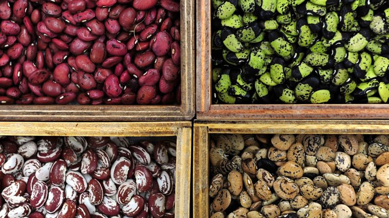 Top: Beans at the CIAT gene bank in Colombia, which has just sent its latest consignments of seeds for conservation at the Global Seed Vault in Svalbard, Norway.