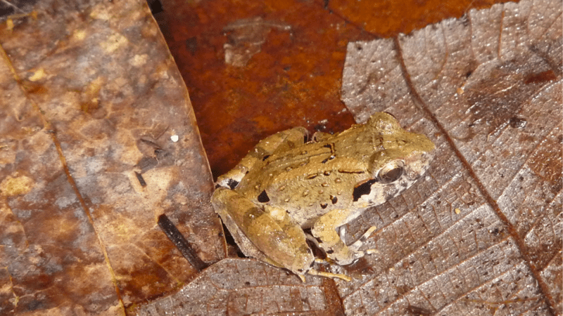 A small brown frog standing on leaves at the water’s edge.