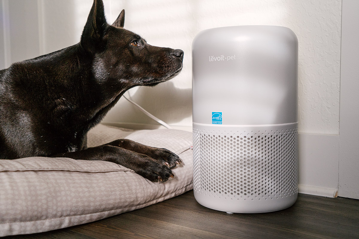 The best air purifiers for pets, tested and reviewed