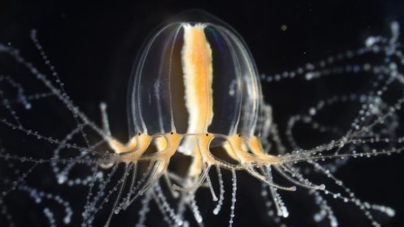 A jellyfish Cladonema pacificum with multiple branched tentacles.