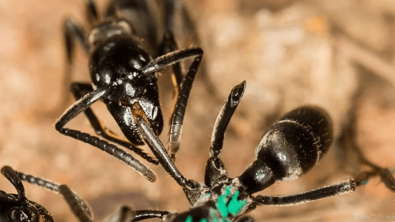 A Matabele ant tends to the wound of a fellow ant whose legs were bitten off in a fight with termites.