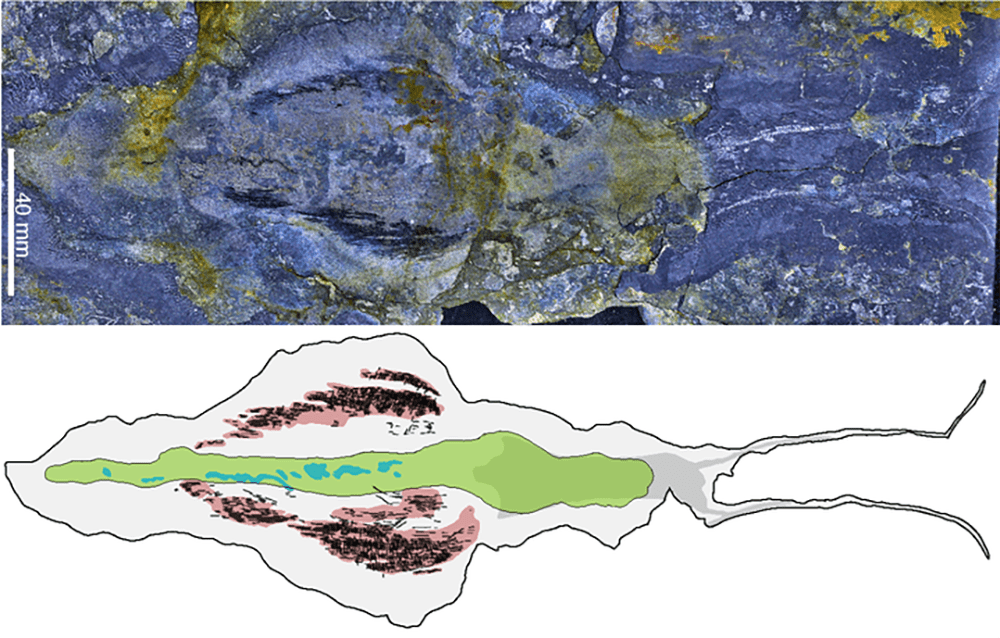 Fossil of Timorebestia koprii—the largest known specimen, almost 30 centimeters or 11.8 inches long. The fossil is shown alongside a computerized diagram.