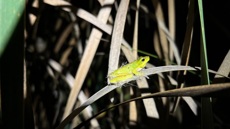 An Eastern dwarf tree frog covered in seeds.