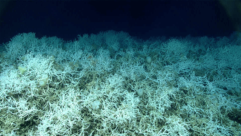 Dense thickets of the reef-building coral Desmophyllum pertusum make up most of the deep-sea coral reef habitat found on the Blake Plateau in the Atlantic Ocean. The white coloring is healthy–deep-sea corals don’t rely on symbiotic algae, so they can’t bleach. Images of these corals were taken during a 2019 expedition dive off the coast of Florida.