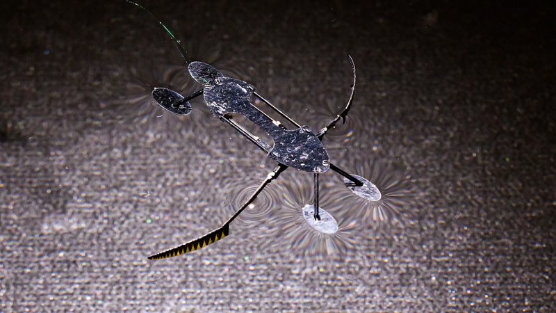 Water skimmer inspired robot atop water