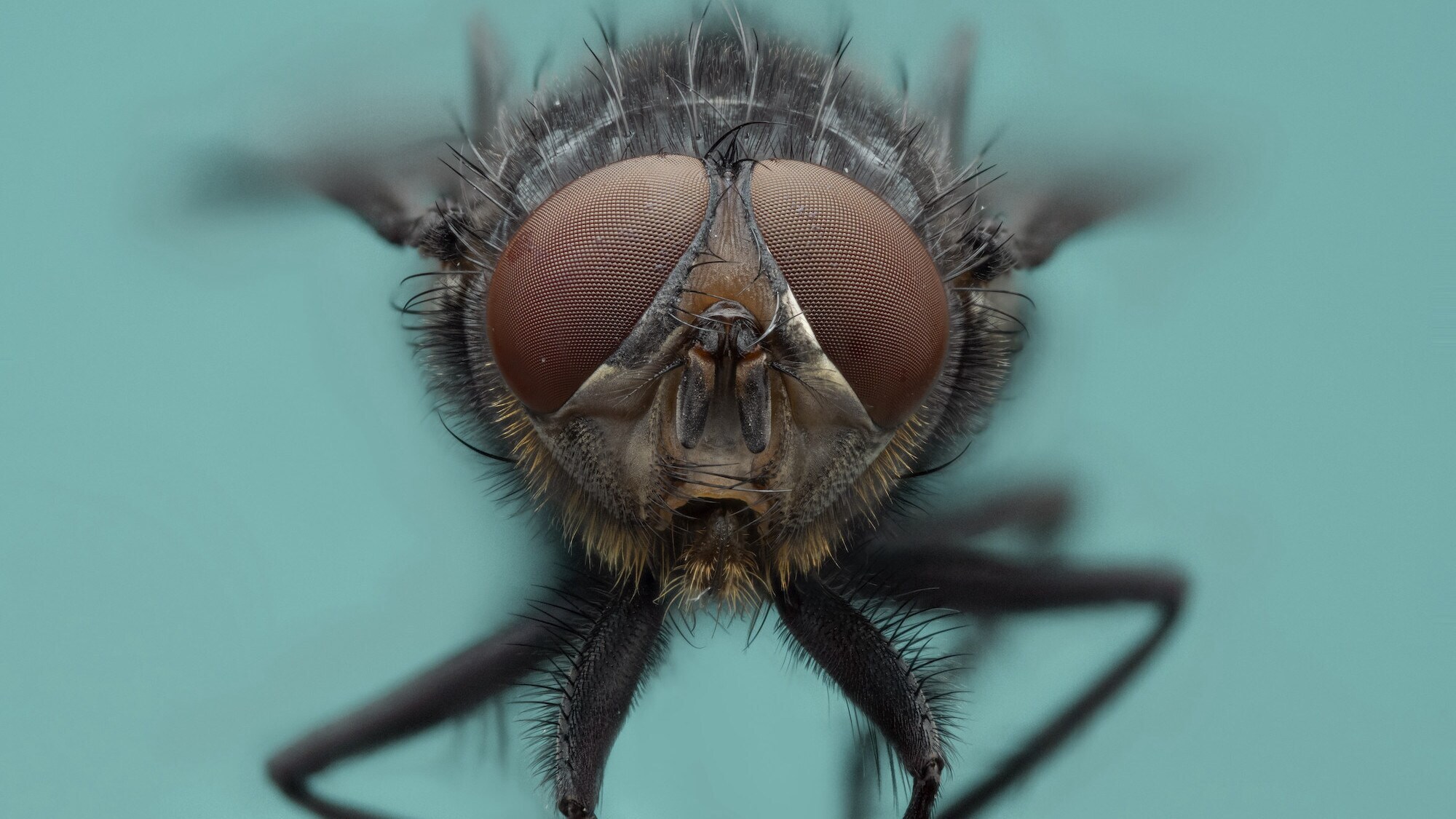 A blue bottle fly.