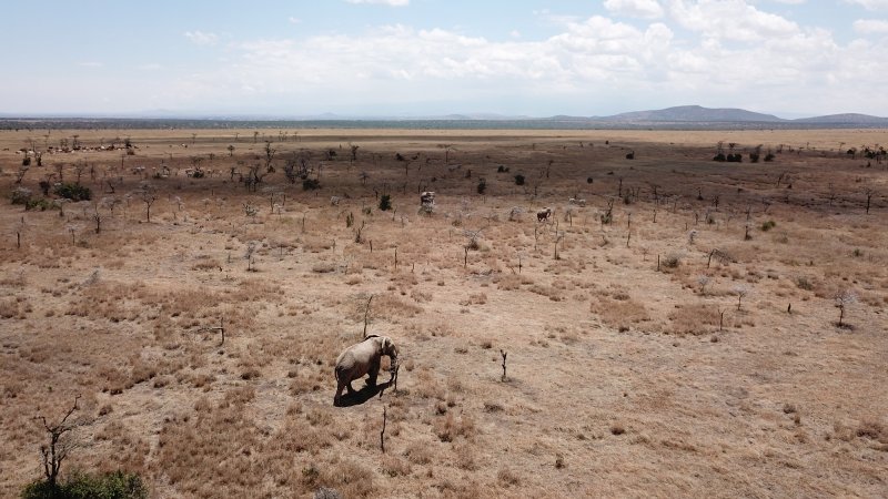 Elephants navigate a landscape invaded by big-headed ants at Ol Pejeta Conservancy in Laikipia, Kenya. Following invasion by big-headed ants, whistling-thorn trees are rendered vulnerable to elephants, whose browsing and breaking of trees promotes savanna openness.