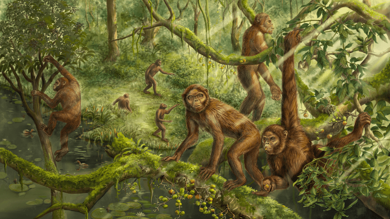 Extinct ape’s inner ear holds clues to how humans learned to walk upright