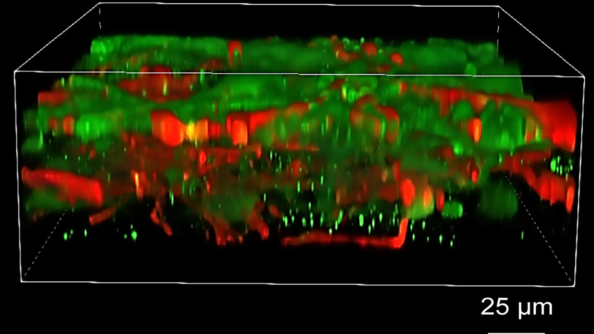 Illustration of 3D printed brain tissue culture with 25nm scale