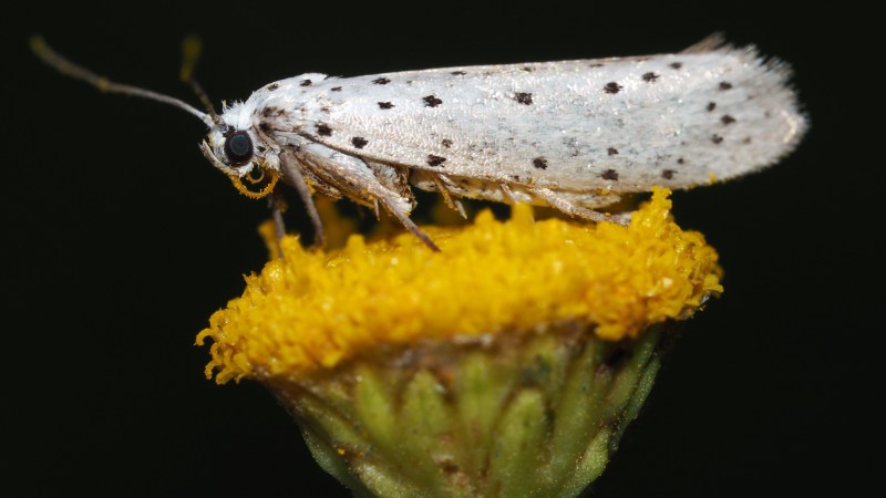 Moths fight against echolocating bats with sounds of their own