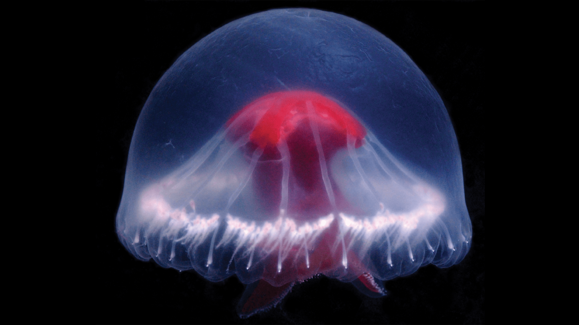 New jellyfish discovered near Japan may contain multitudes of 
