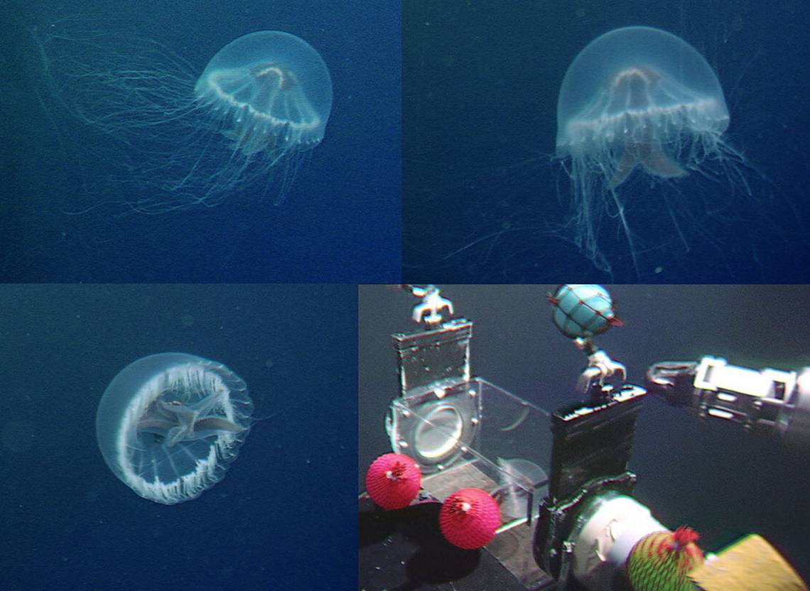 A Santjordia pagesi, or St. George’s cross medusa jellyfish, swimming in its natural habitat. CREDIT: Lindsay et. al. 2023.