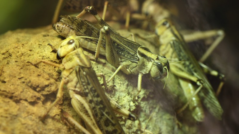 Desert locust (Schistocerca gregaria)