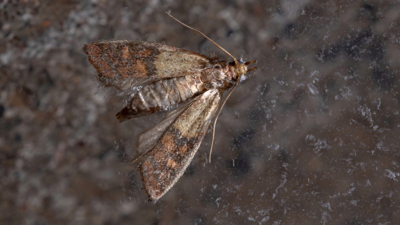 Indian Meal Moth