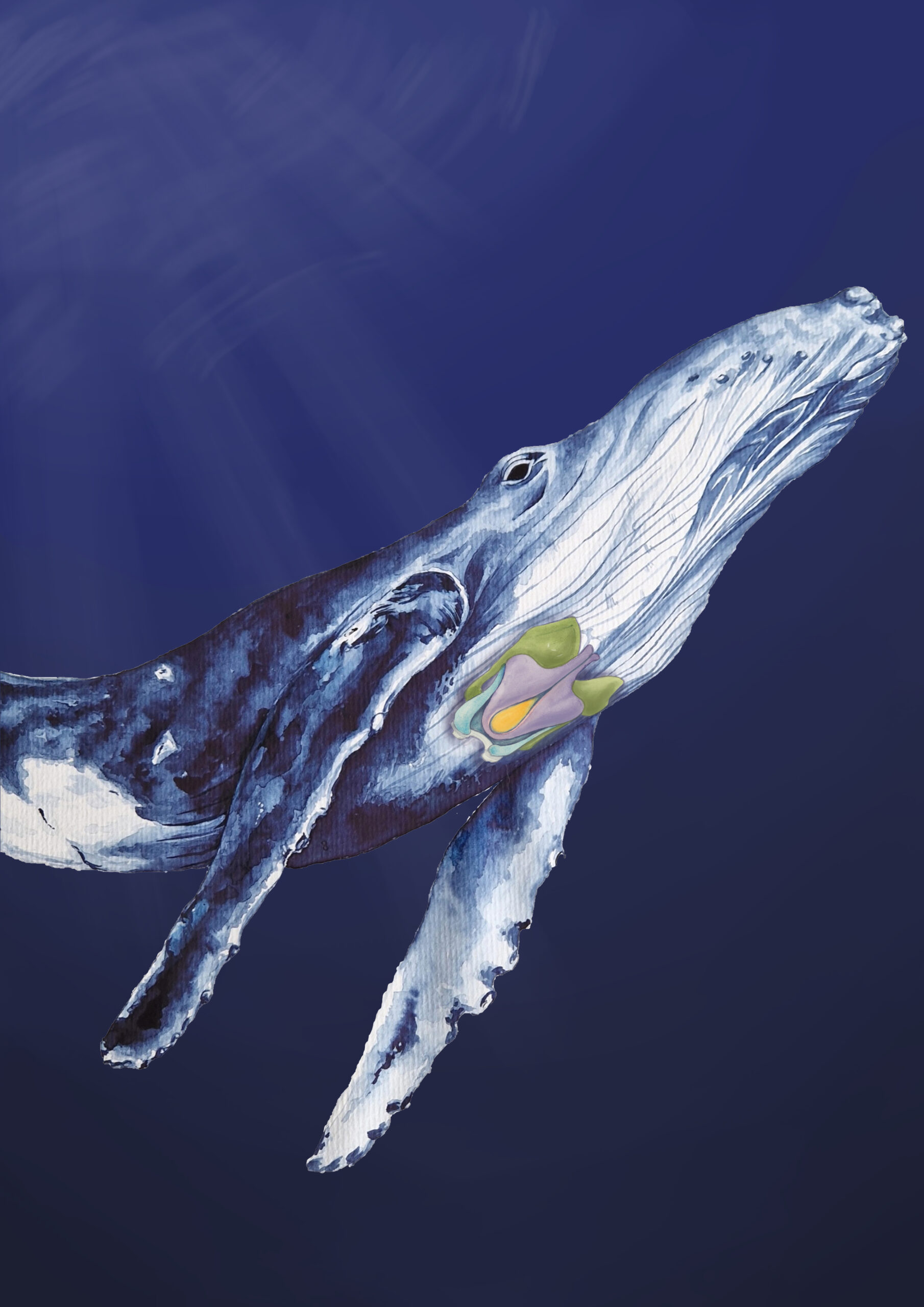 A painting of a humpback whale, indicating the cartilages of the larynx.