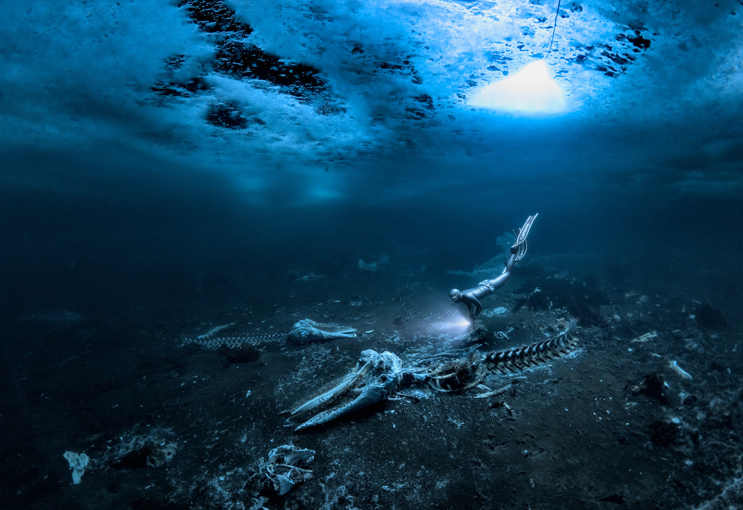 a scube diver is seen swimming over the carcass of a whale