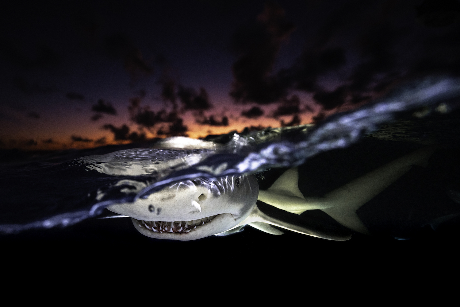 a shark shows its teeth in an evening