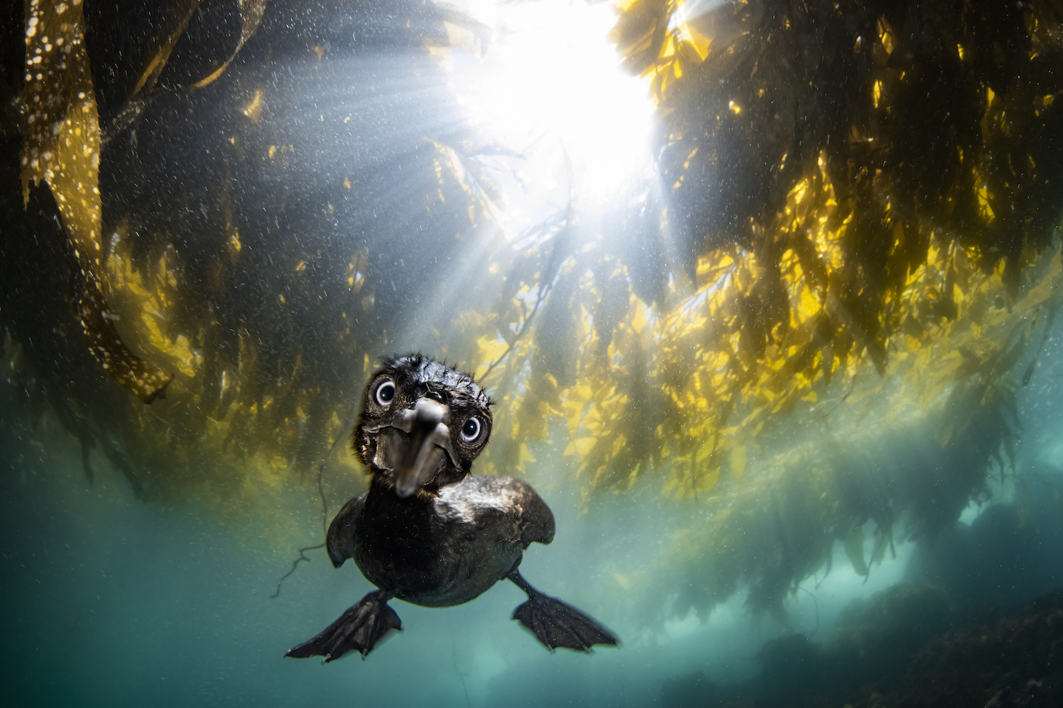 a small bird stares at the camera under kelp