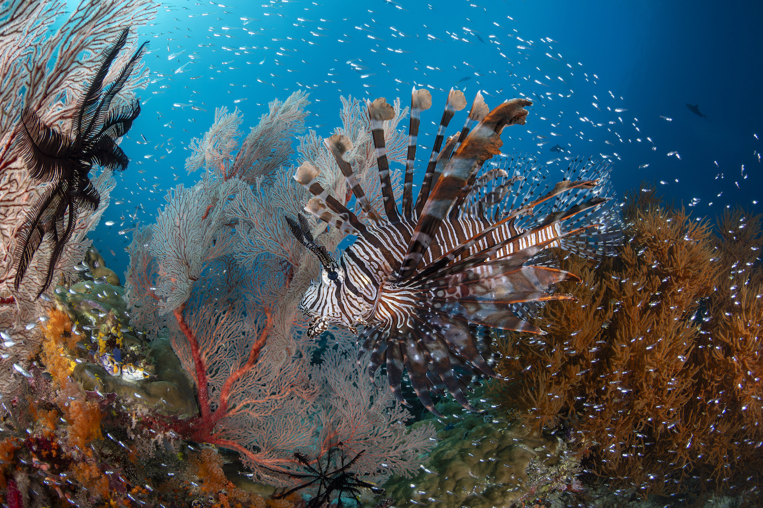 a brown and white striped lionfish swims against a backdrop of colorful coral