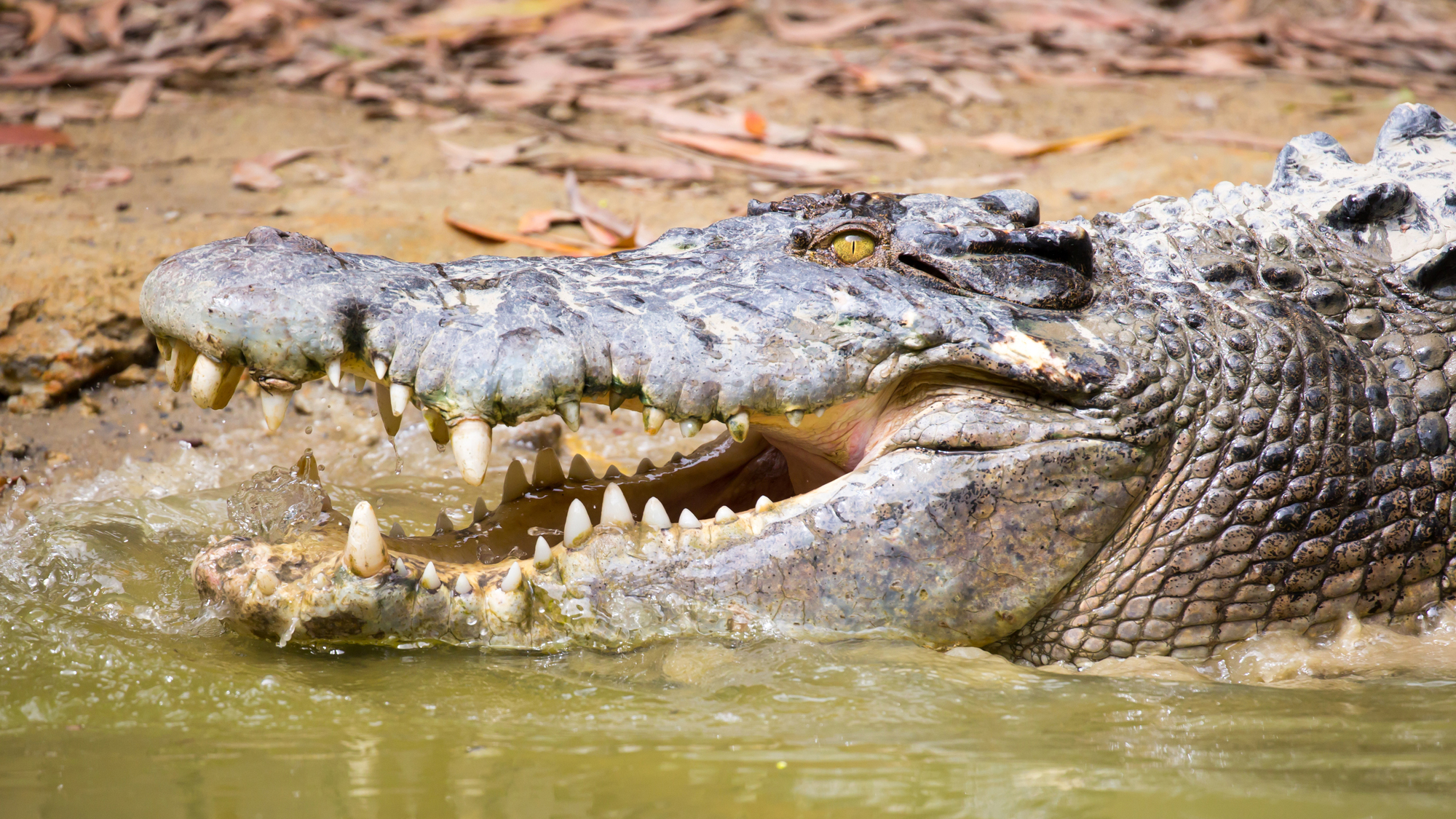 Tourists say they got stranded in the Australian wilderness after ...