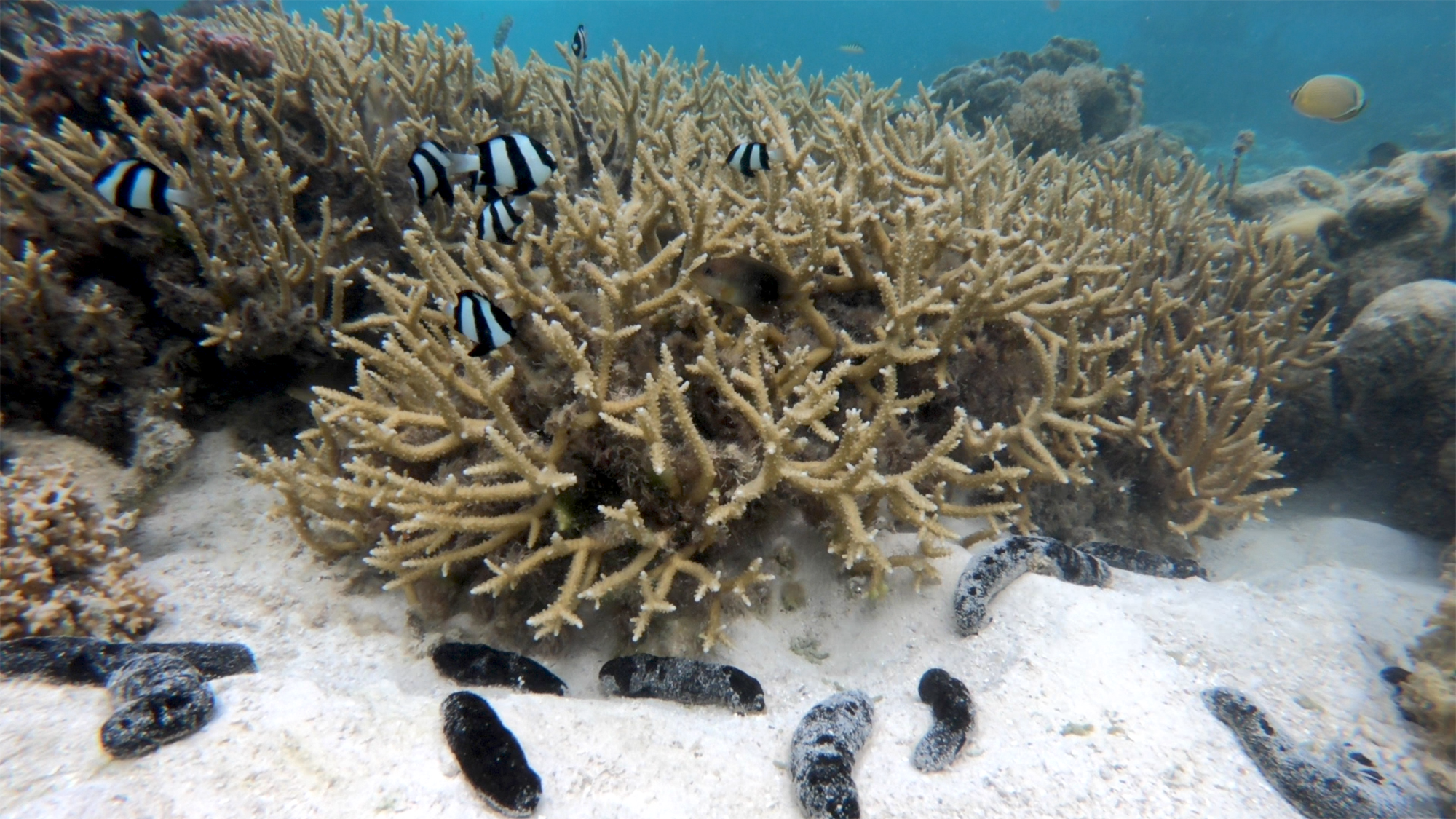 Sea cucumbers and fish feeding at a coral reef.