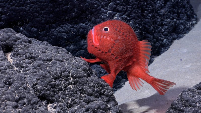 An orange Chaunacops fish swimming in the waters of Chile’s Nazca-Desventuradas Marine Park.