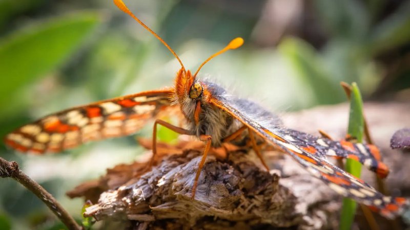 a brown spotted butterfly sits on a branch