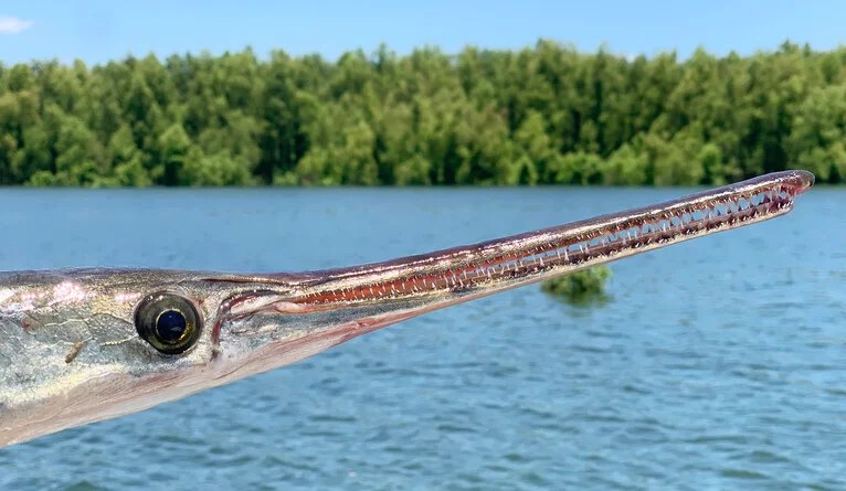 A silver dart-shaped gar fish. The fish has several small sharp teeth and a long beak.