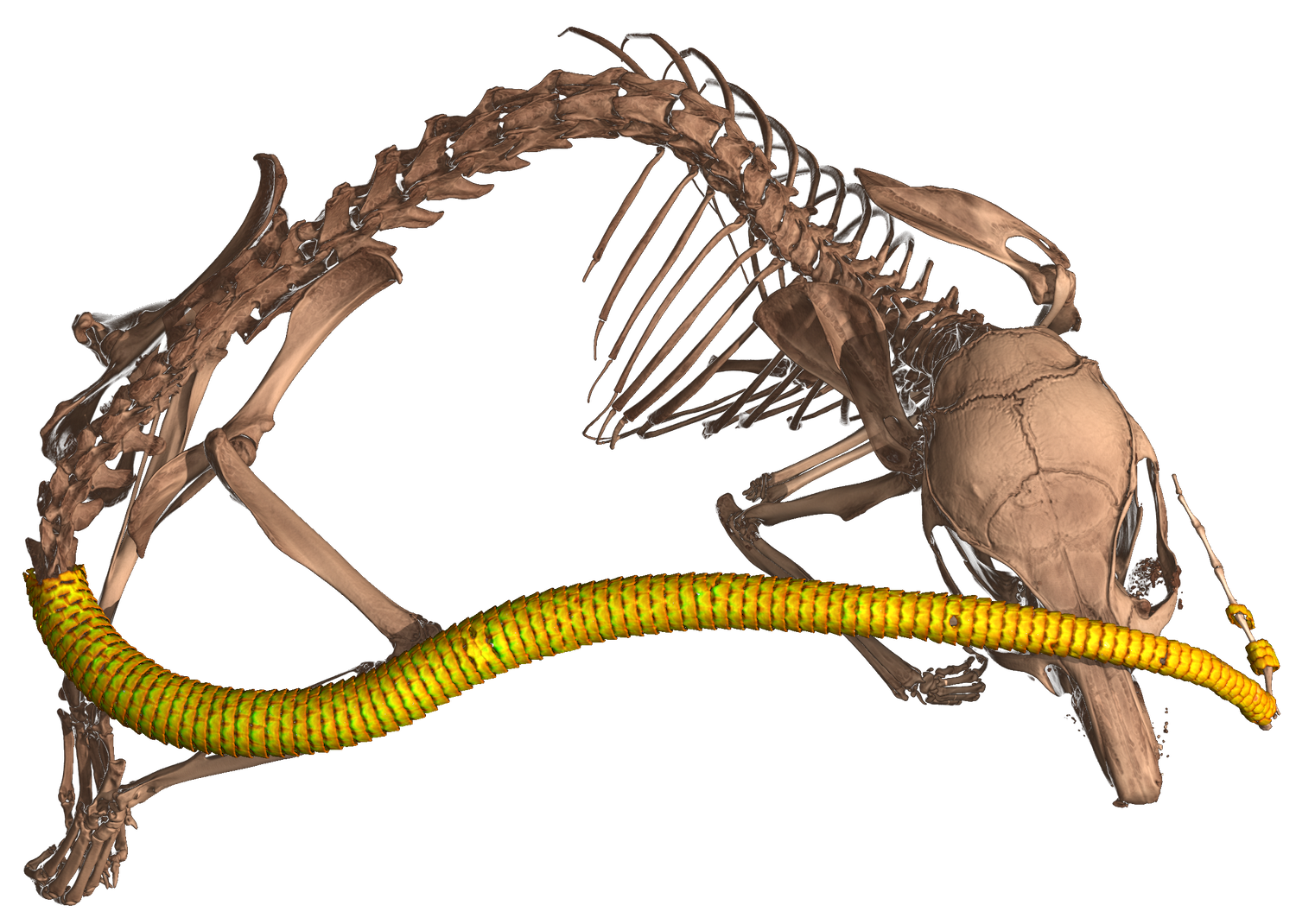 Look inside 13,000 animals with CT scans–no scalpel needed | Popular ...