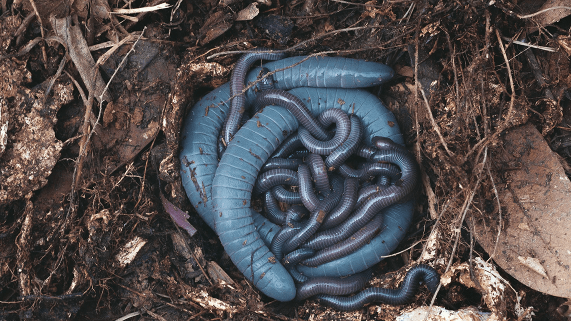 Siphonops annulatus. Female with pigmented babies at the end of the period of parental care.