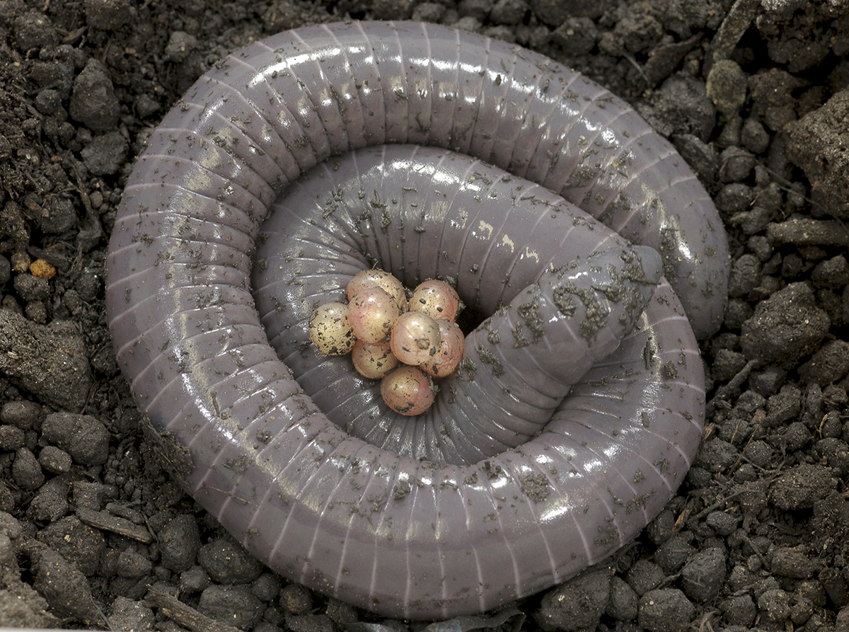 Siphonops annulatus. Female with eggs.