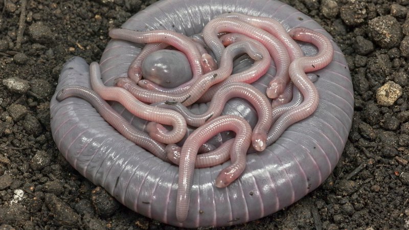 Siphonops annulatus. Mother with babies starting skin pigmentation.