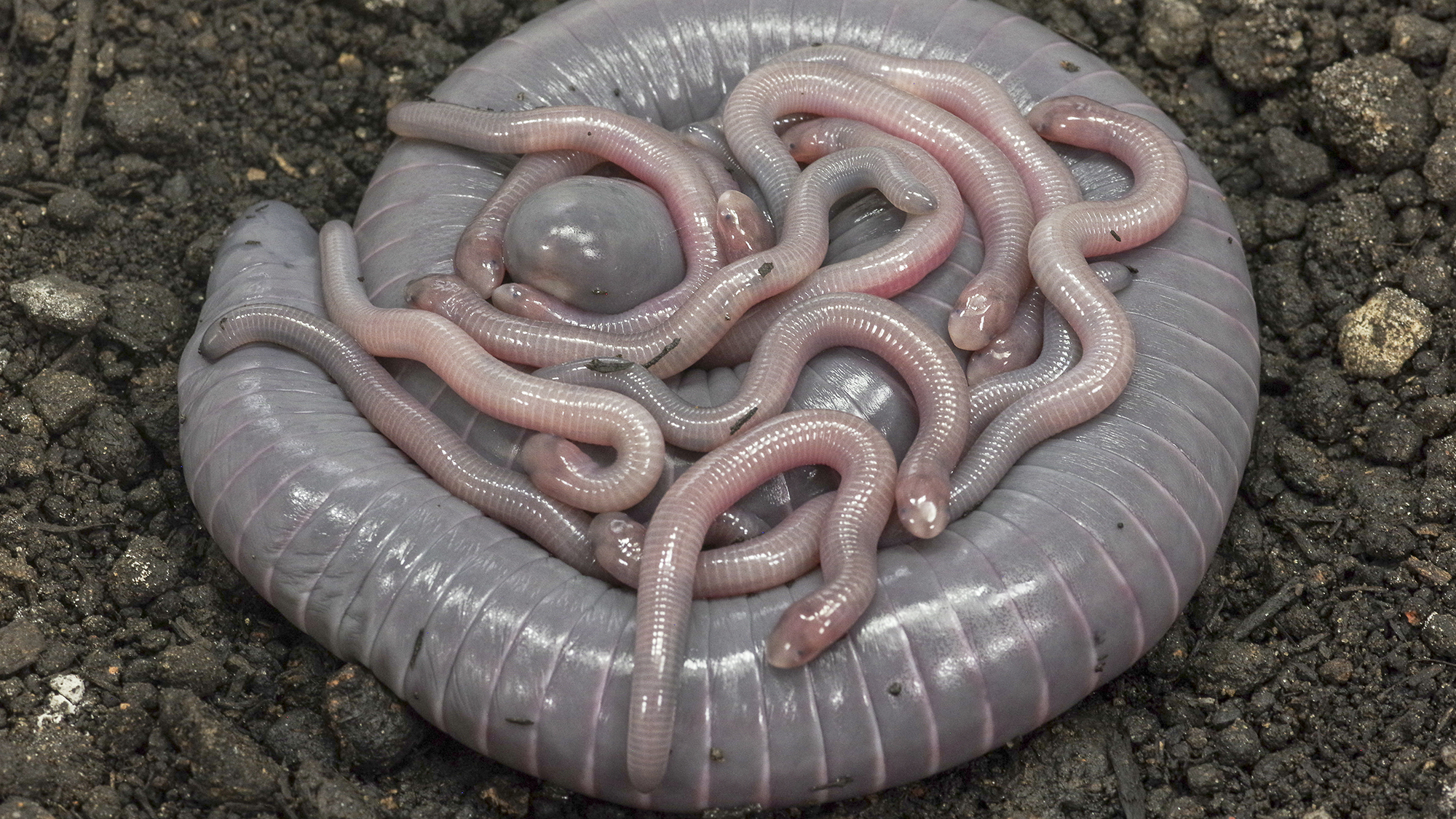 Siphonops annulatus. Mother with babies starting skin pigmentation.