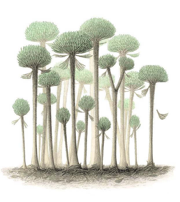 An illustration of a forest of Calamophyton trees.