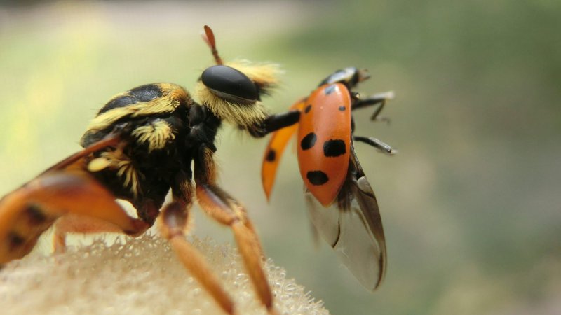 How robber flies spear their prey with long sucking mouthparts