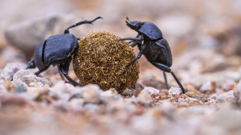 How scientists accidentally found out that some bees can hibernate underwater