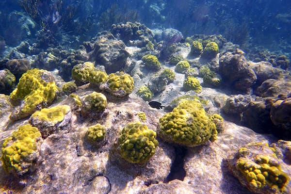 mustard hill coral in the florida keys. it is a rich yellow color and grows in mounds.