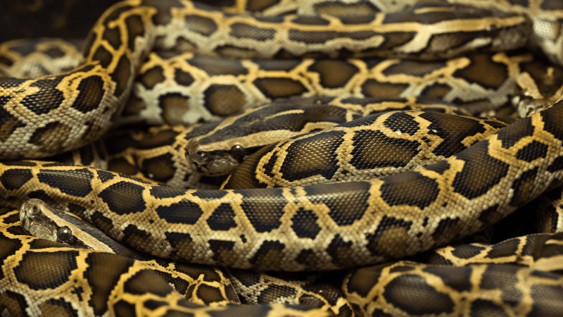 a group of burmese pythons