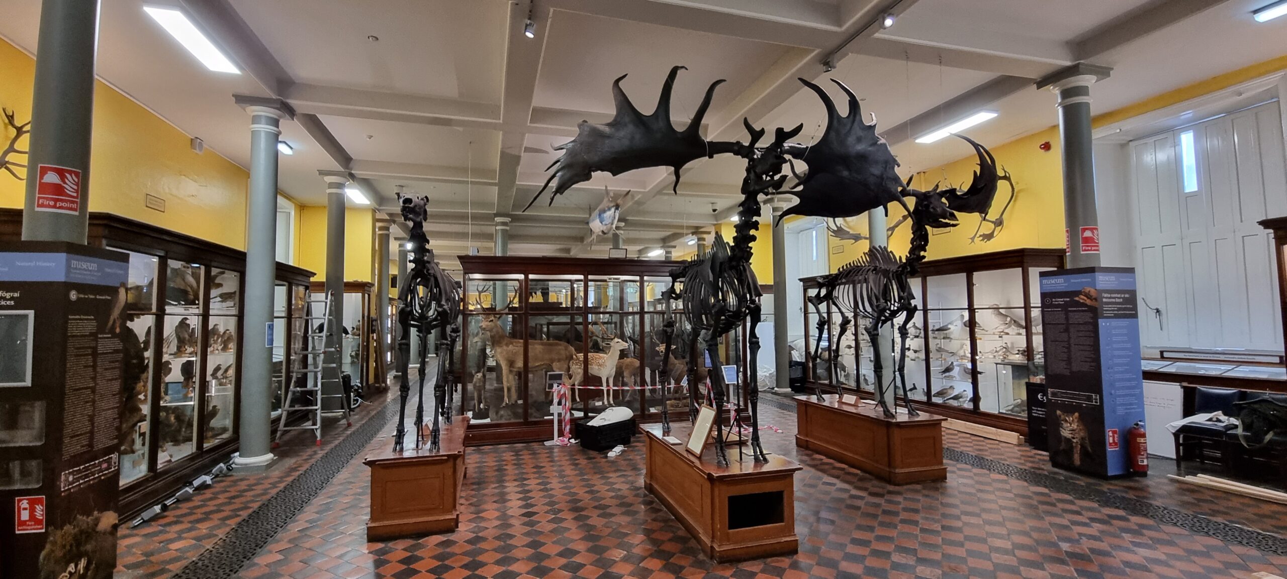 Irish elk skeletons in a musuem in