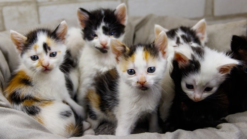 A pile of kittens on a bed looking innocent